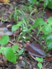 Spiranthes ovalis
