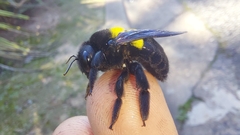 Xylocopa caffra