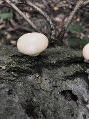 Pleurotus populinus
