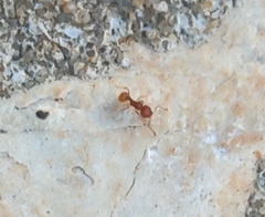 Wasmannia auropunctata