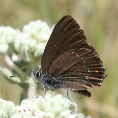 Satyrium ilicis