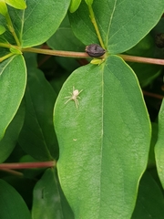Anyphaena