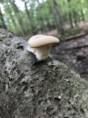 Pleurotus populinus