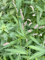 Persicaria