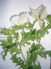 Argemone platyceras