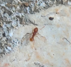 Wasmannia auropunctata