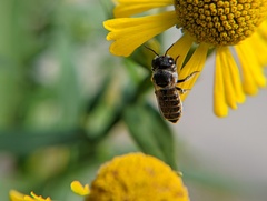 Megachile rotundata
