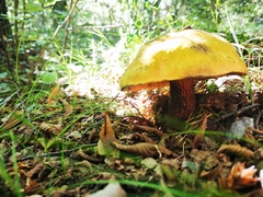Suillellus luridus