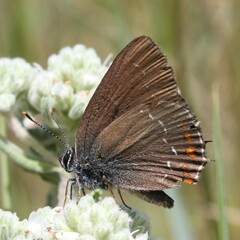 Satyrium ilicis