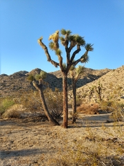 Yucca brevifolia