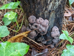 Daldinia childiae
