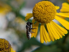 Megachile rotundata