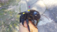 Xylocopa caffra