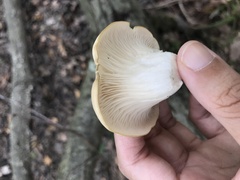 Pleurotus populinus
