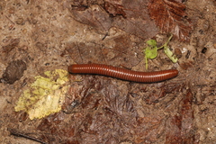 Pachyiulus hungaricus