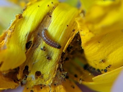 Homoeosoma electella