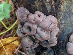 Daldinia childiae