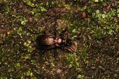 Carabus ulrichii