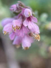 Odontites vulgaris