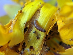 Homoeosoma electella