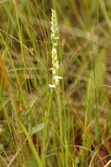 Spiranthes arcisepala