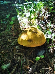 Suillellus luridus
