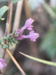 Odontites vulgaris