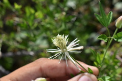 Clematis drummondii
