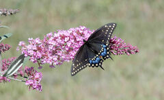 Papilio polyxenes asterius