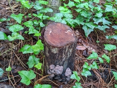 Daldinia childiae
