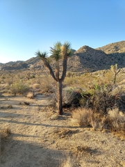 Yucca brevifolia