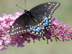 Papilio polyxenes asterius