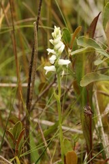 Spiranthes incurva