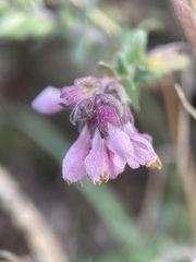 Odontites vulgaris