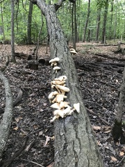 Pleurotus populinus