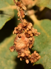 Plagiotrochus quercusilicis