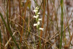 Spiranthes arcisepala