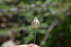 Clematis drummondii