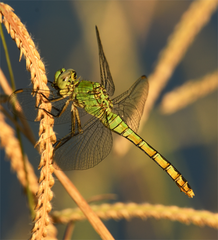 Erythemis collocata