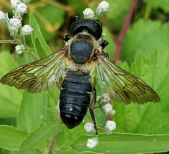 Megachile sculpturalis