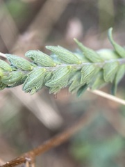 Odontites vulgaris