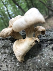 Pleurotus populinus