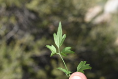 Clematis drummondii