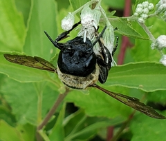 Megachile sculpturalis