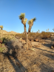Yucca brevifolia