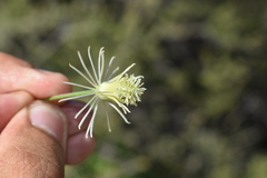 Clematis drummondii