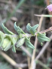 Odontites vulgaris