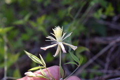 Clematis drummondii