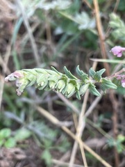 Odontites vulgaris