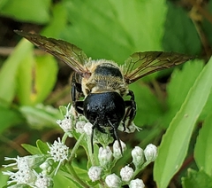 Megachile sculpturalis